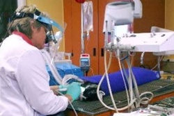 pet friendly veterinarians in carlsbad california, vets in carlsbad, All Cats Hospital