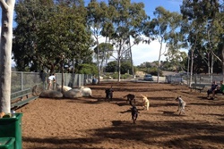 Pet friendly dog park in Taos, New Mexico: Kit Carson memorial State Park