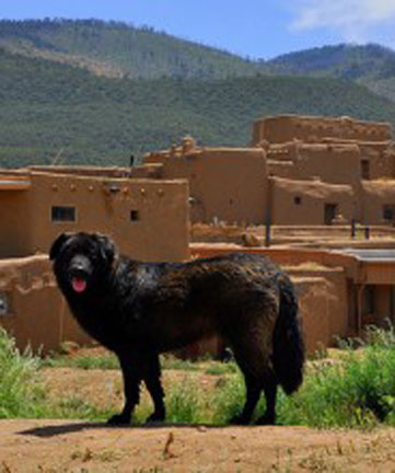 dog friendly taos, new mexico