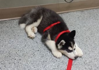 pet friendly veterinarians in carlsbad california, vets in carlsbad