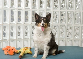 Pet day care near Carlsbad, california doggie day camp